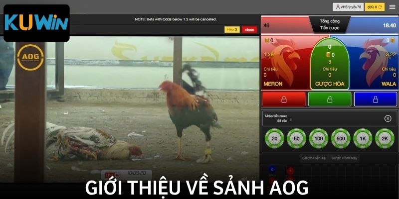 AOG đá gà – Sức hút đến từ sự chuyên nghiệp